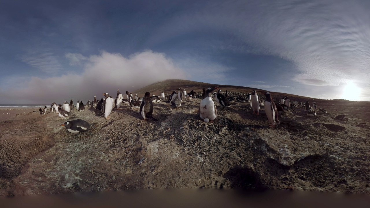 walking with penguins